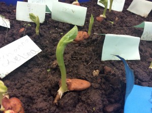 We have planted our own beanstalks! Explain what parts of the plant you can see.